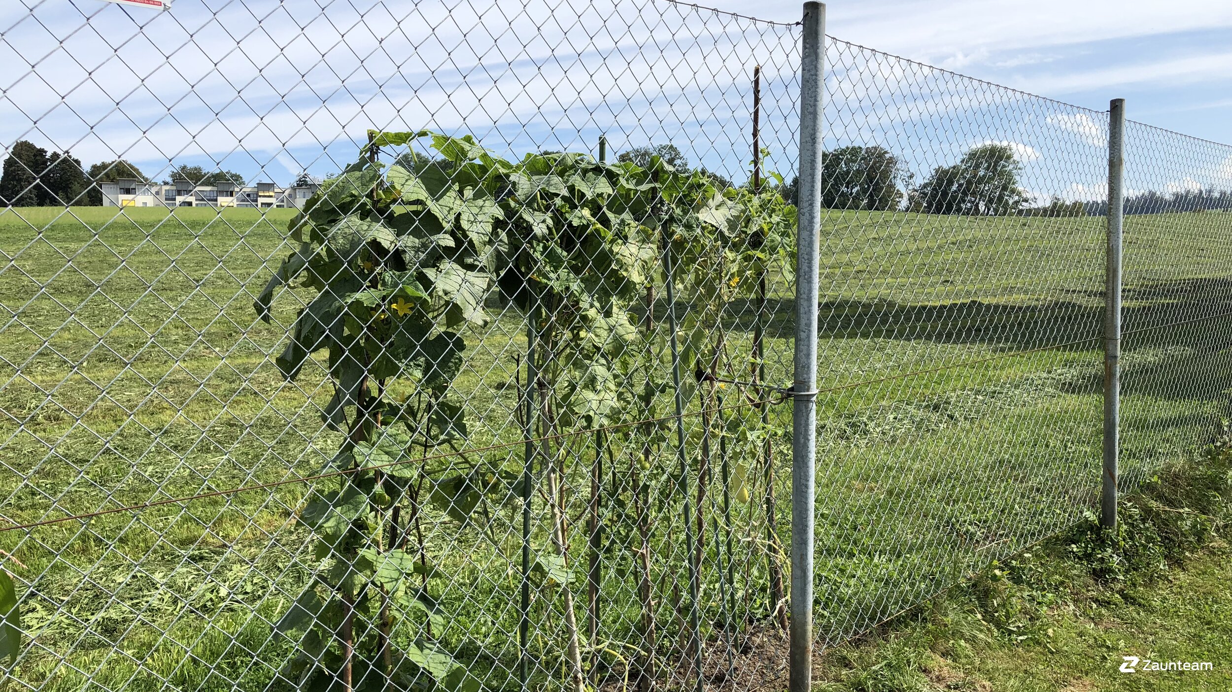 Maschendrahtzaun aus dem 2019 in 9300 Wittenbach Schweiz von Zaunteam Appenzellerland.