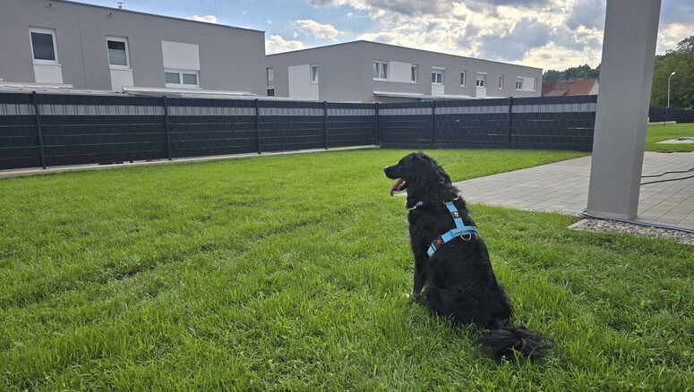 Flecht Sichtschutz aus dem 2025 in 8605 Kapfenberg  Österreich von Zaunteam Obersteiermark-Ost.