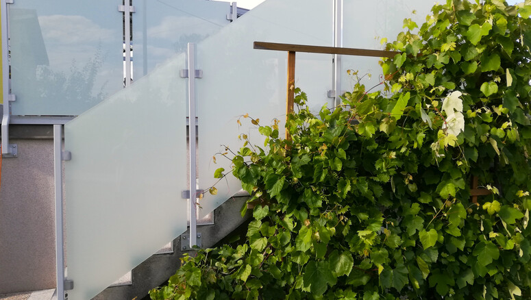 Glas Zaun aus dem 2026 in 2384 Breitenfurt Österreich von Zaunteam Wienerwald.